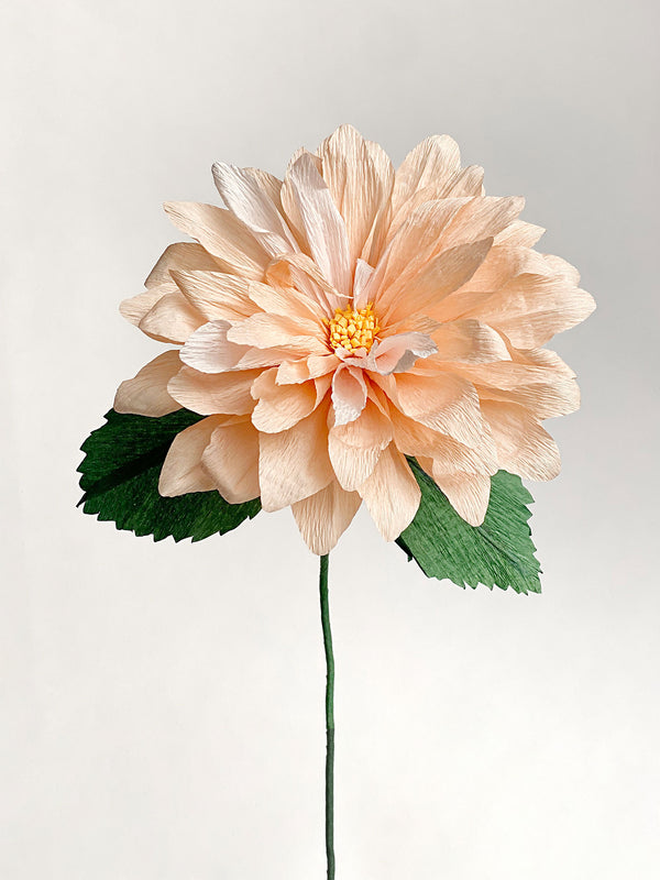 Dahlia Single Bloom - unwilted