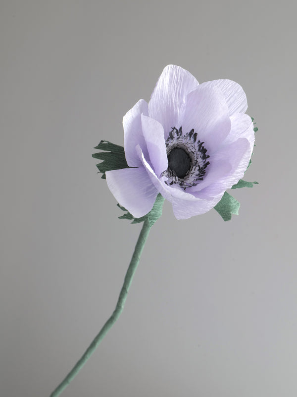 Anemone Single Bloom - unwilted