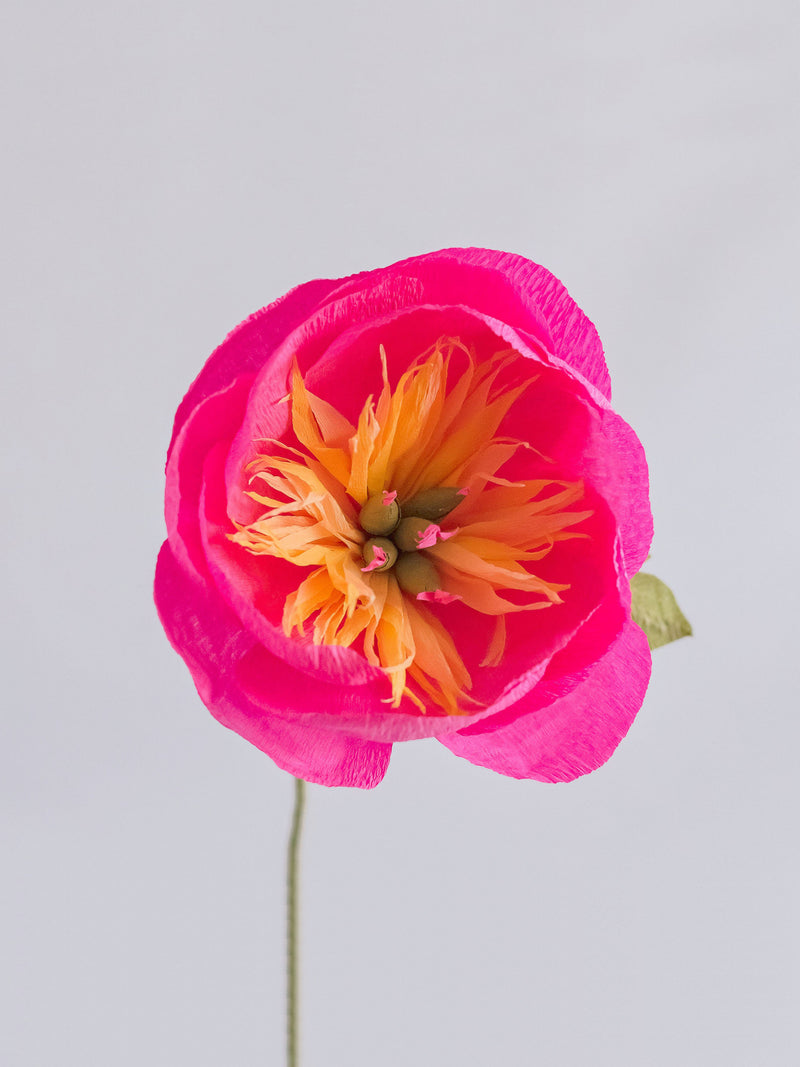 Bowl Peony Single Bloom - unwilted