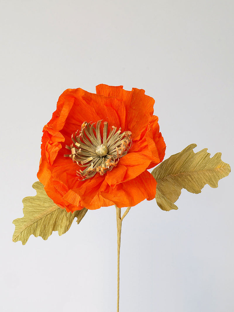 Icelandic Poppy Single Bloom - unwilted