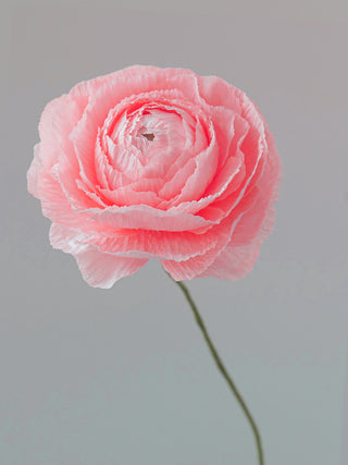 a handcrafted paper ranunculus with dozens of tightly layered, ruffled petals in soft shades of pink, gradually opening from a dense center to a full bloom. The flower is attached to a slender green stem, capturing the delicate and intricate structure of a real ranunculus