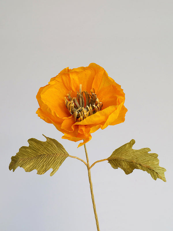 Icelandic Poppy Single Bloom - unwilted