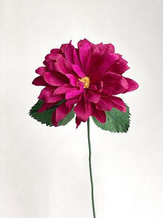 Dahlia Single Bloom - unwilted