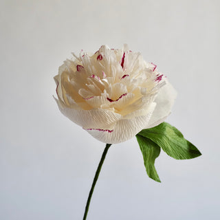 Hand Painted Garden Peony Single Bloom, Limited Edition - unwilted