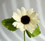 Cream with Dark Center