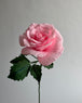 Baby Pink