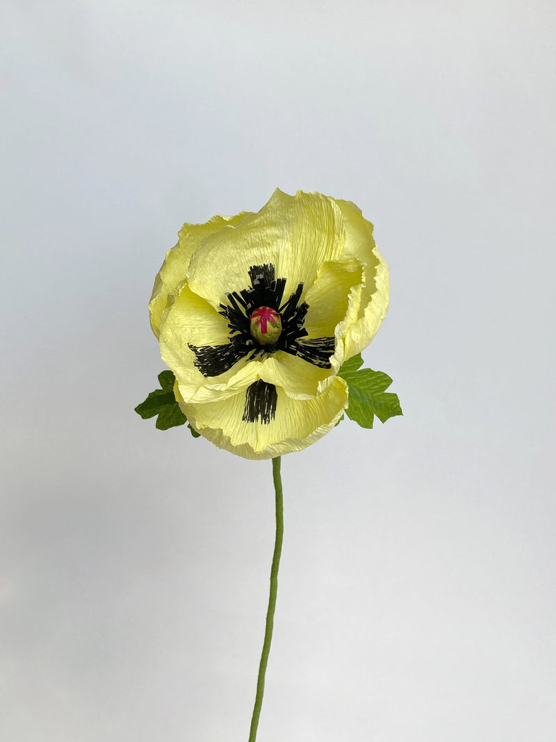 Oriental Poppy Single Stem, Limited Edition - unwilted