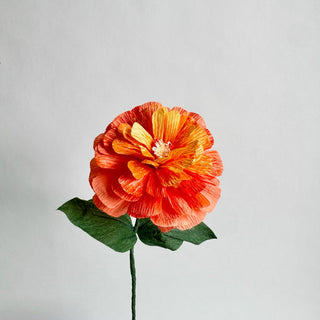 Single orange flower with green leaves on a light gray background