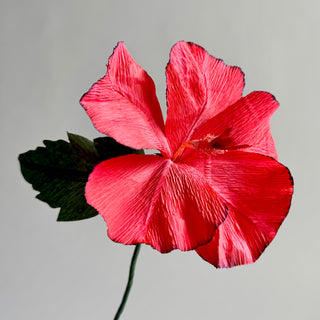 coral crepe paper hibiscus flower with red edges on a gray background