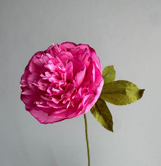 Hand Painted Garden Peony Single Bloom, Limited Edition - Pink flower with pink edges and green stem on a gray background