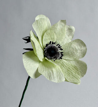 Light green anemone with a dark center on a gray background