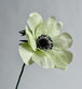 Pale Green