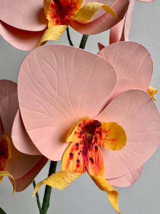 Close-up of a pink orchid with yellow and magenta accents on a light gray background. 