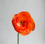 Tangerine