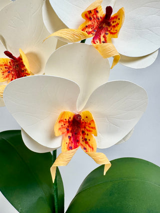 Close-up of a white orchid with yellow and magenta accents on a light gray background. 