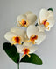Ivory with Yellow