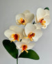 Ivory with Yellow