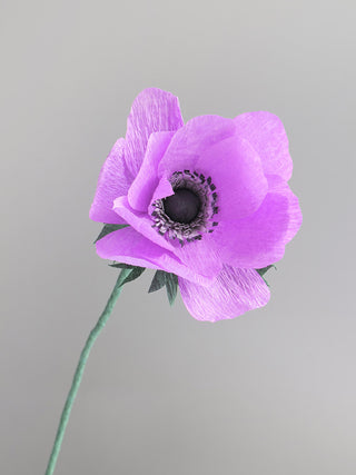 Anemone Single Bloom - unwilted