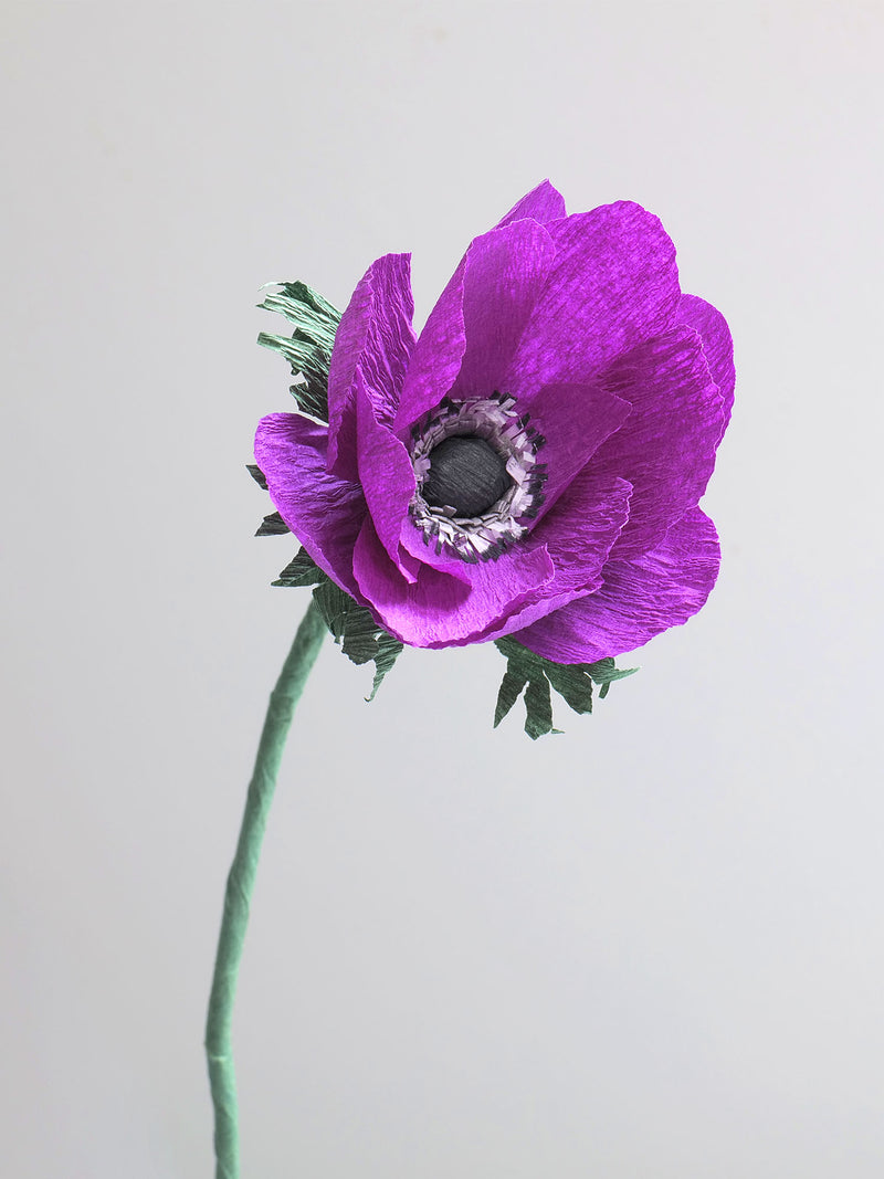 Anemone Single Bloom - unwilted