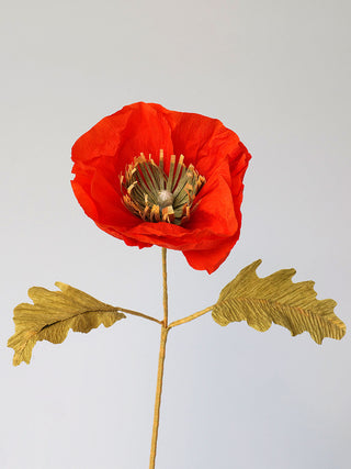 Icelandic Poppy Single Bloom - unwilted