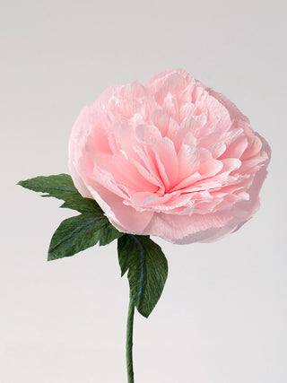 Garden Peony Single Bloom Wholesale - unwilted