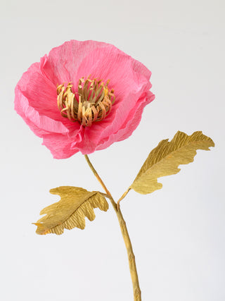 Icelandic Poppy Single Bloom - unwilted