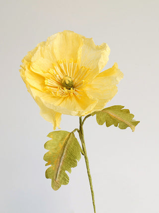 Icelandic Poppy Single Bloom - unwilted