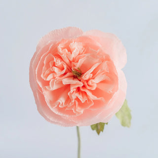 Garden Rose - unwilted
