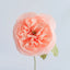 Petal Pink & Petal Pink