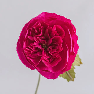 Garden Rose - unwilted
