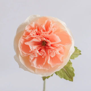Garden Rose - unwilted