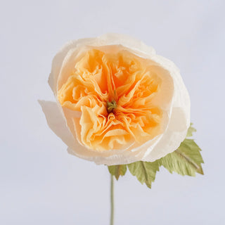 Garden Rose - unwilted
