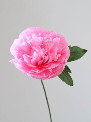 Garden Peony Single Bloom - unwilted