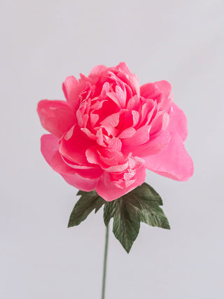 Garden Peony Single Bloom - unwilted