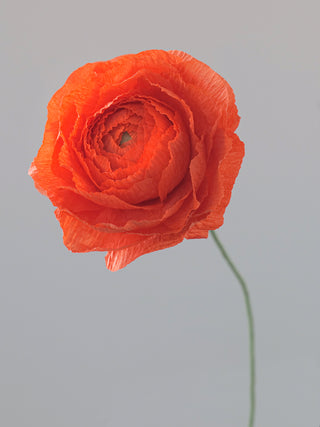 Ranunculus Single Bloom - unwilted