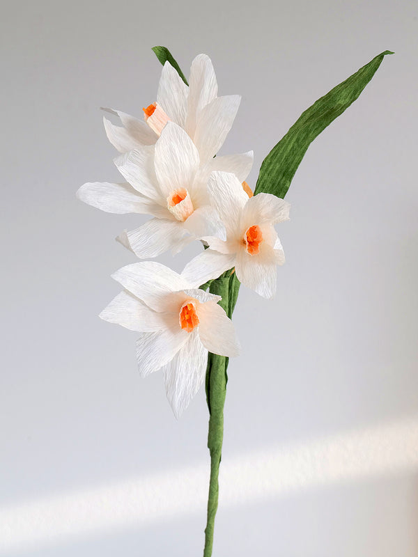 Paperwhite Single Bloom