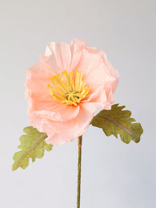 Icelandic Poppy Single Bloom - unwilted