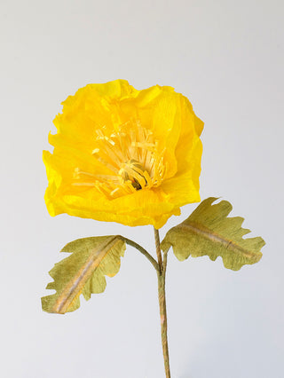 Icelandic Poppy Single Bloom - unwilted