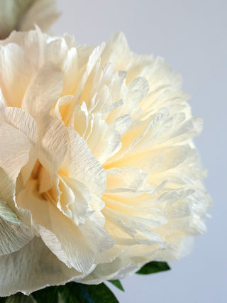 Peony for Your Thoughts - unwilted